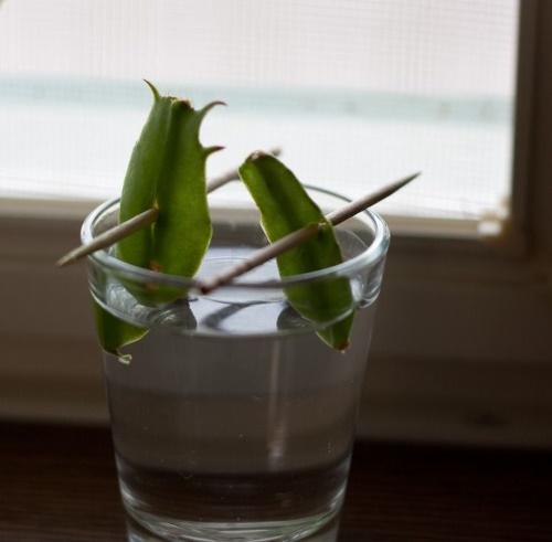 bladvermeerdering van zygocactus