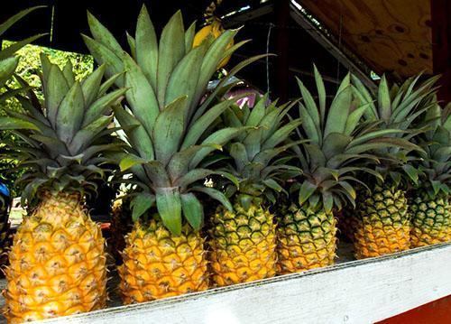 Ananas sazrijeva s dna