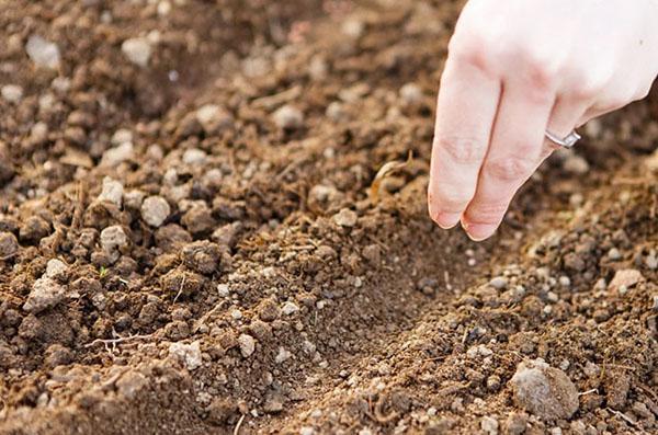 venkel in volle grond zaaien