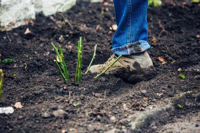 een roos planten met stekken in aardappelen