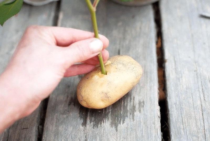 steek de steel in de aardappel