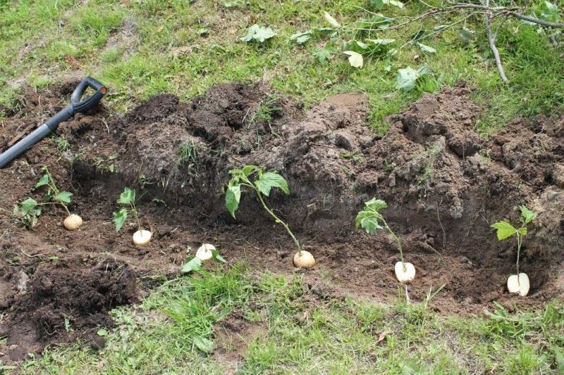 zet aardappelen met stekken in een greppel