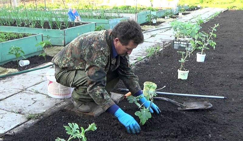 het planten van watermeloenzaailingen in de volle grond