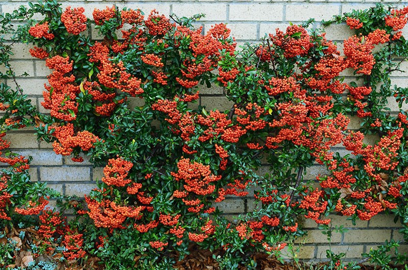 sierheester pyracantha