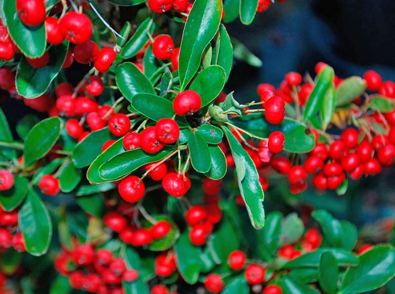 felrode pyracantha