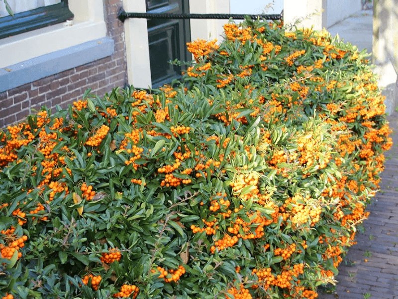 felrode pyracantha