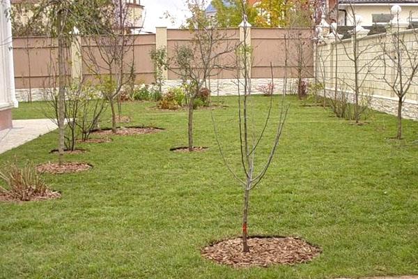 plaats voor het planten van as