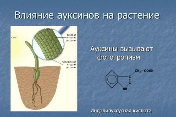 utjecaj auksina na biljku