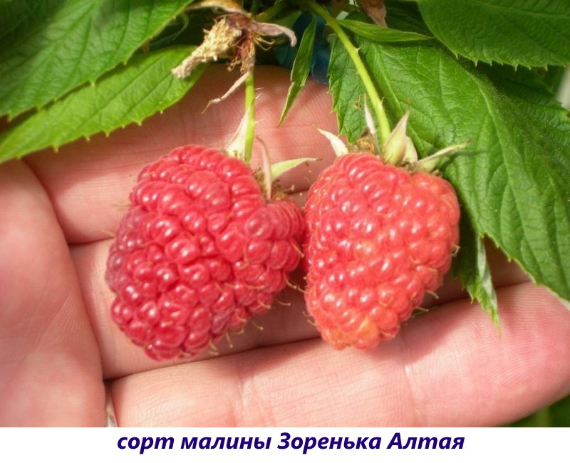 sorta maline Zorenka Altai