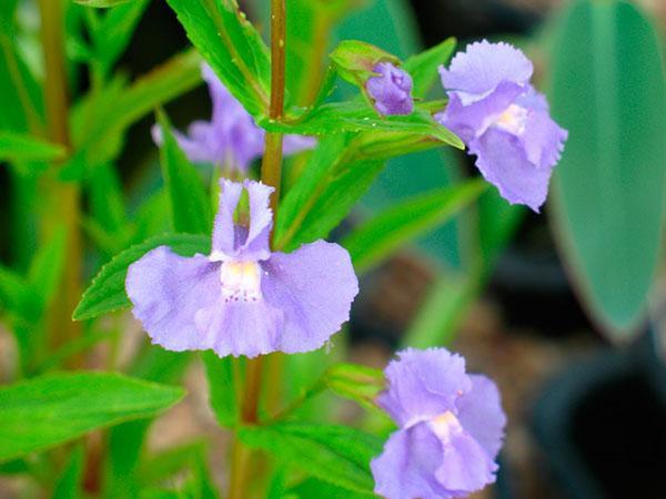 razjapljeni mimulus