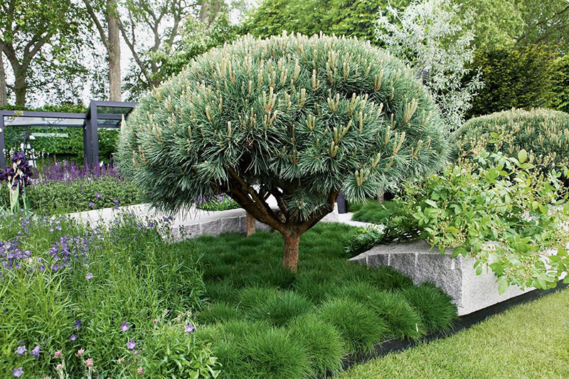 dwerg sierbomen voor in de tuin