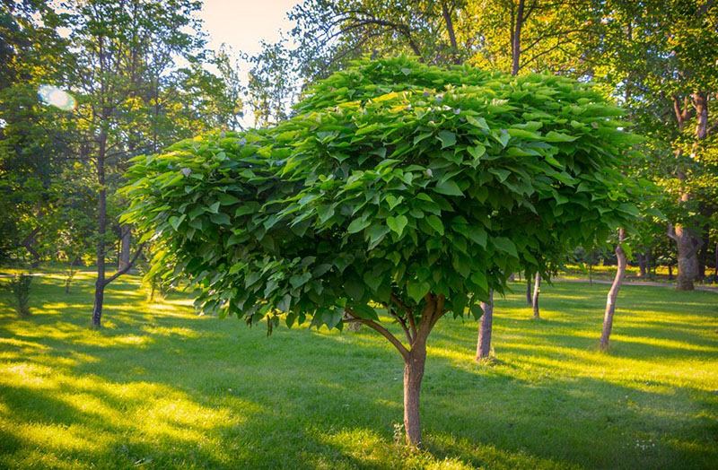 catalpa