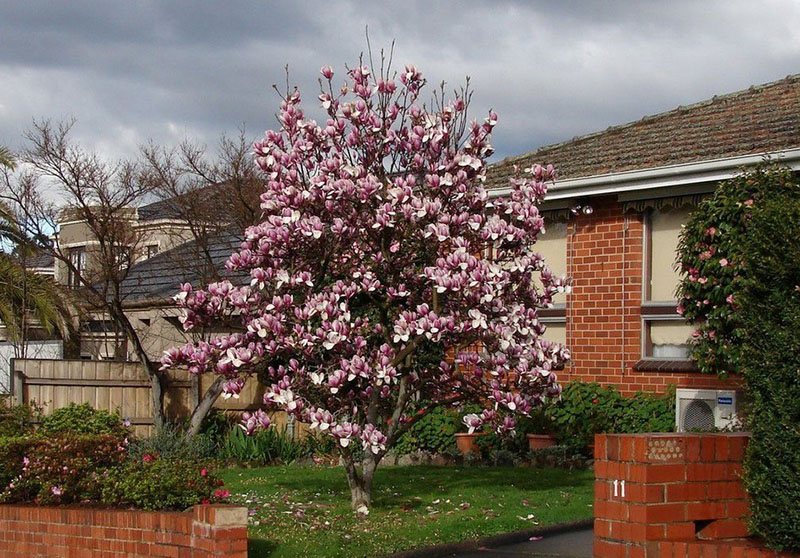 magnolia bloeit