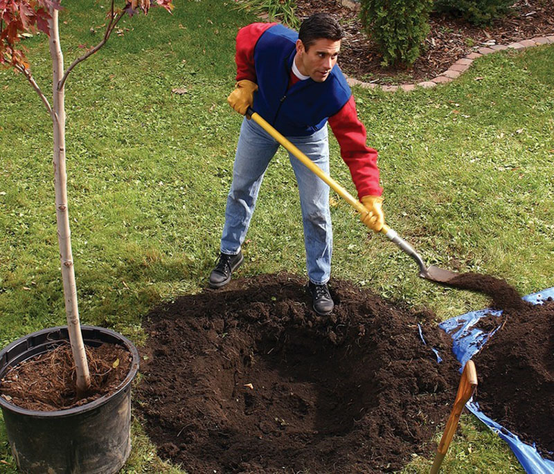 sierbomen planten