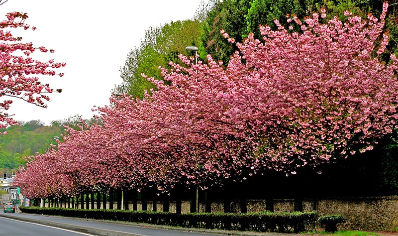 steegje van decoratieve bomen