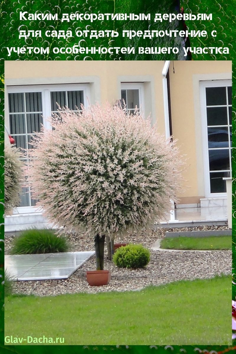 decoratieve bomen voor in de tuin