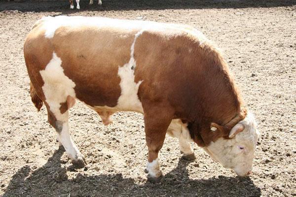 een stier vetmesten voor vlees