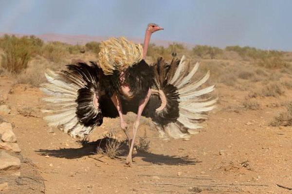 paartijd bij struisvogels