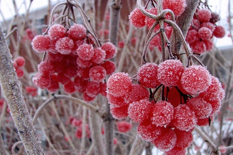 bevroren bessen van viburnum