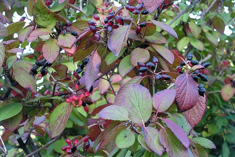 appelbes viburnum nuttige eigenschappen