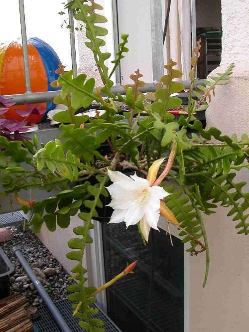 epiphyllum hoekig