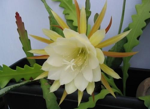 gekartelde epiphyllum