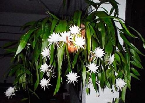 Epiphyllum van Hooker