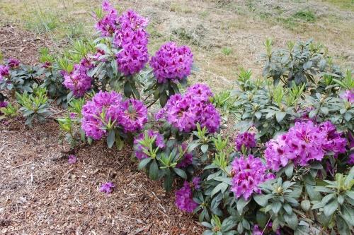 rododendron onder mulch