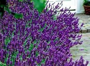 Lavanda