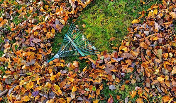 bladeren en takken in de tuin schoonmaken