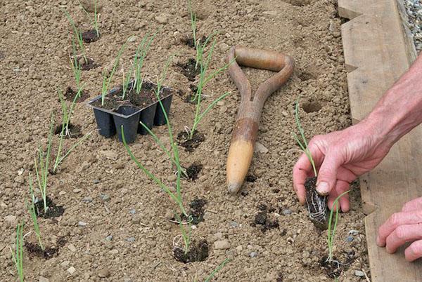 zaailingen in de volle grond planten