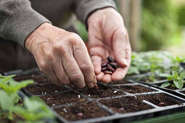 peulvruchten planten