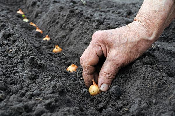 uien planten