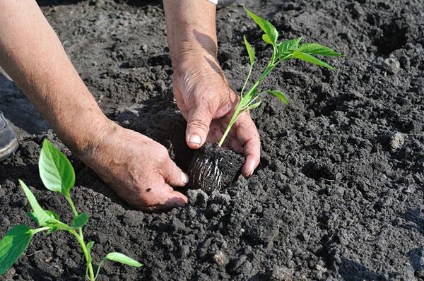 peper planten