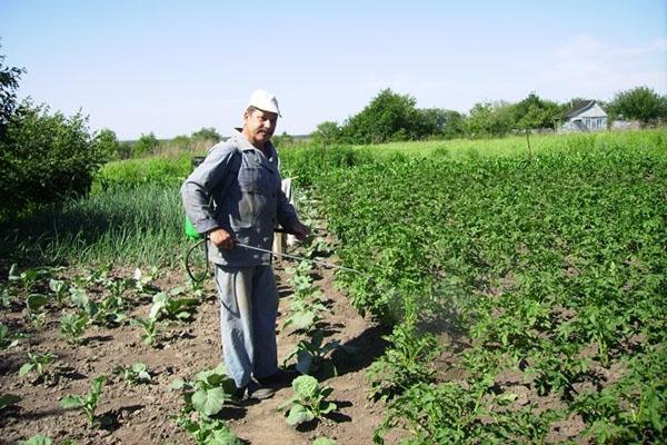 aardappel ongediertebestrijding