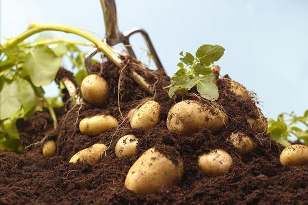 aardappelen rooien