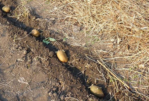 Aardappelen planten met een verscheidenheid aan geluk