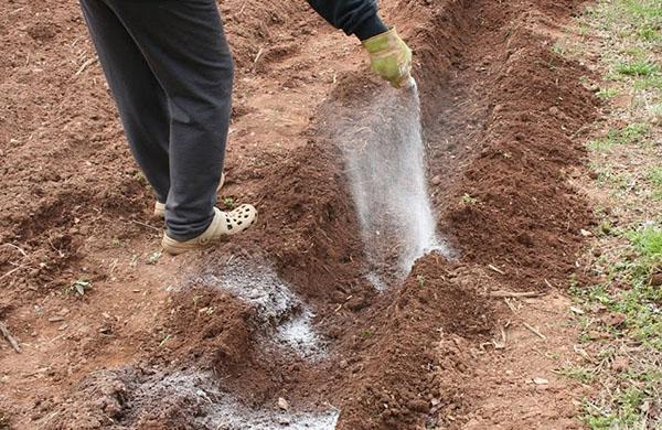 asintroductie voor het planten