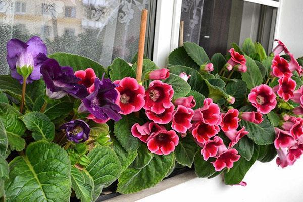 charmante gloxinia