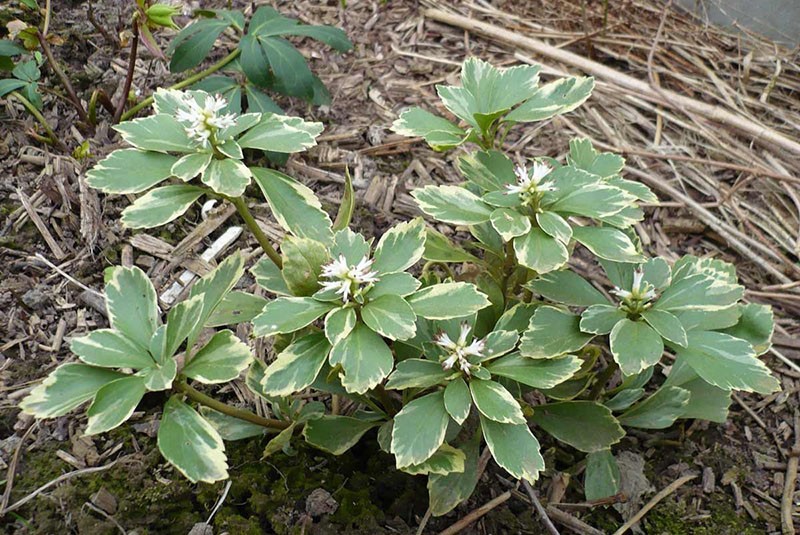 plant in losse voedingsbodem