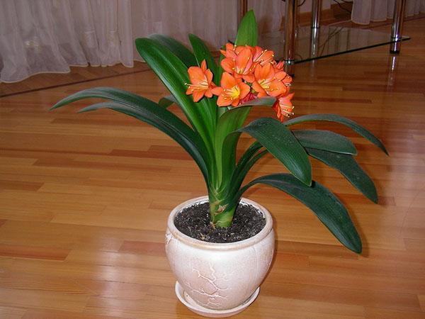 bloeiende clivia