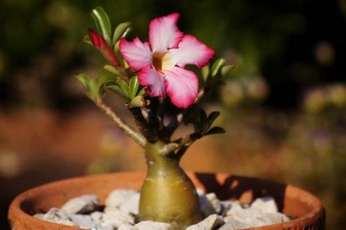 cvjetni adenium