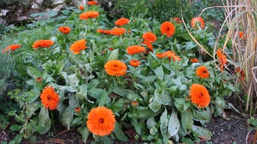 badstof calendula