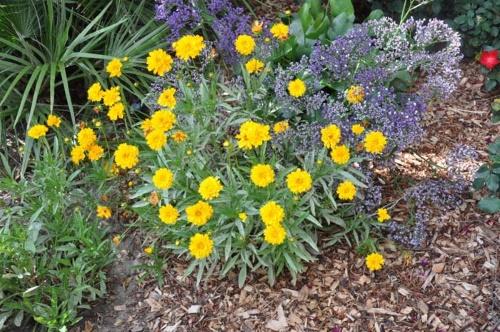 Coreopsis-struik