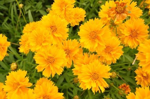 coreopsis zonnebank