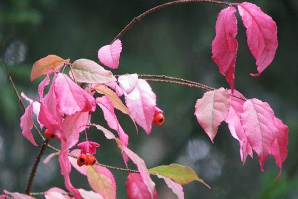 Boja lišća bradavičastog euonymusa u jesen