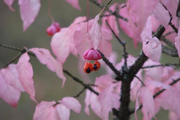 Plodovi bradavičastog euonymusa