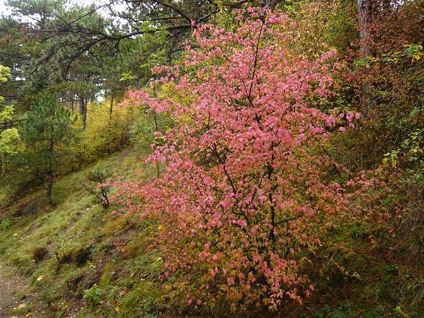 Bradavičasti euonymus u šumi