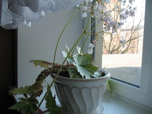 bloeiende begonia