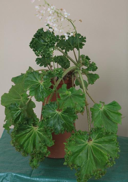 krulbegonia